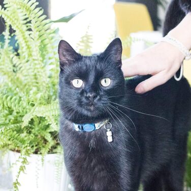 Нашийник для кота Pettsie з безпечною застібкою та браслетом дружби, міцна бавовна, D-подібне кільце для аксесуарів, регульований розмір 19-29 см (19-29 см, блакитний)