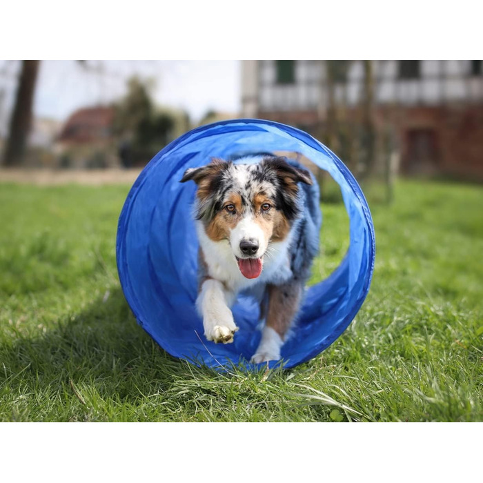 Набір для аджиліті Lemodo для малих та середніх собак | Набір для дресирування з бар'єрами, тунелем та кільцем | Початковий набір для собачого спорту