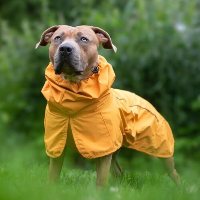 Дощовик для собак Spark Paws, водонепроникний, вітрозахисний, жовтий гірчичний, розмір 2XL